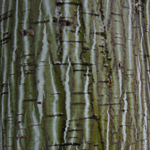 Acer davidii ssp. grosseri 