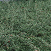 Cotoneaster radicans  'Eichholz' (C. dammeri 'Eichholz)