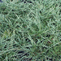 Juniperus horizontalis 'Yukon Belle'