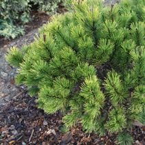 Pinus mugo 'Little Gold Star' (syn. 'Laarheide')