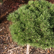 Pinus nigra 'Vasula'