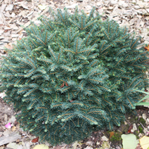 Zdj. nr 2;  Picea omorka 'Karel'