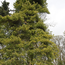 Pinus sylvestris 'Aurea Nisbet' 