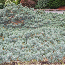Pinus sylvestris 'Albyns' 