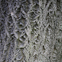 Quercus x hispanica 'Lucombeana'