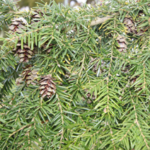 Tsuga heterophylla