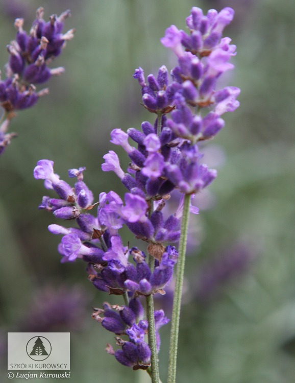 Royal Purple Lavender