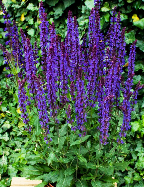Salvia nemorosa 'Deep Blue Field' - Szałwia omszona 'Deep Blue Field'