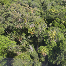 Zdj. nr 60  Tropikalny las deszczowy