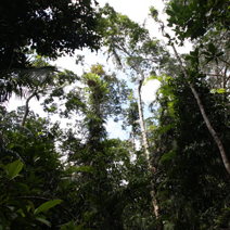 Zdj. nr 65  Tropikalny las deszczowy