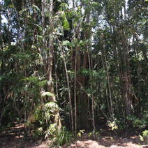 Zdj. nr 72  Tropikalny las deszczowy