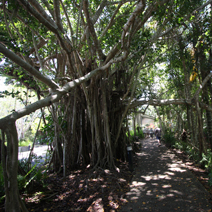Zdj. nr 74  Drzewa na skraju tropikalnego lasu.