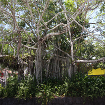 Zdj. nr 77  Drzewa na skraju tropikalnego lasu.