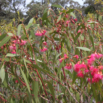 Zdj. nr 31  Eucalyptus erythronema 'Hot Threads'