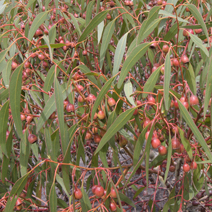 Zdj. nr 34   Eucalyptus petiolaris