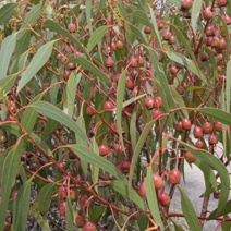 Zdj. nr 35   Eucalyptus petiolaris