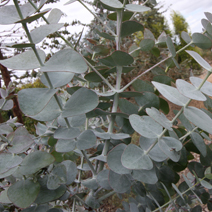 Zdj. nr 66  Eucalyptus pulverulenta 'Baby Blue'