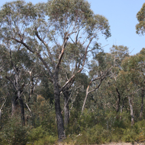 Zdj. nr 50  Eucalyptus (po pożarze)