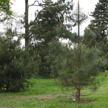 Zdj. nr 30  Pinus densata.