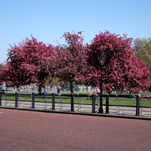 Zdj. nr 8  Kwitnące jabłonie przy placu Buckingham.