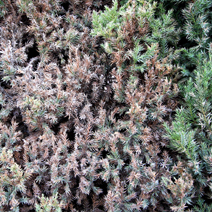 Zdj. nr 12;  Juniperus chinensis 'Stricta' - porażony przez Botrytis cinerea.