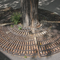 Zdj. nr 1;  Zabezpieczenie korzeni drzewa na ulicy