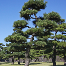 Zdj. nr 43;  Pinus thunbergii