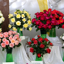 Zdj. nr 11;  Święto Róż w Końskowoli w 2014 roku