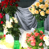 Zdj. nr 4;  Święto Róż w Końskowoli w 2012 roku