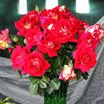 Zdj. nr 4;  Święto Róż w Końskowoli w 2012 roku