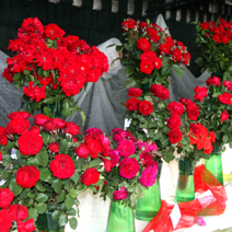 Zdj. nr 2;  Święto Róż w Końskowoli w 2012 roku